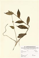 藏品(臺灣油點草)的圖片